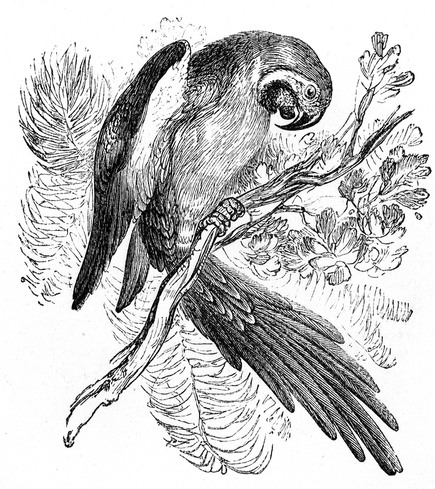 Historische schwarz-weiße Papageienzeichnung von Harrison Weir, 1877
